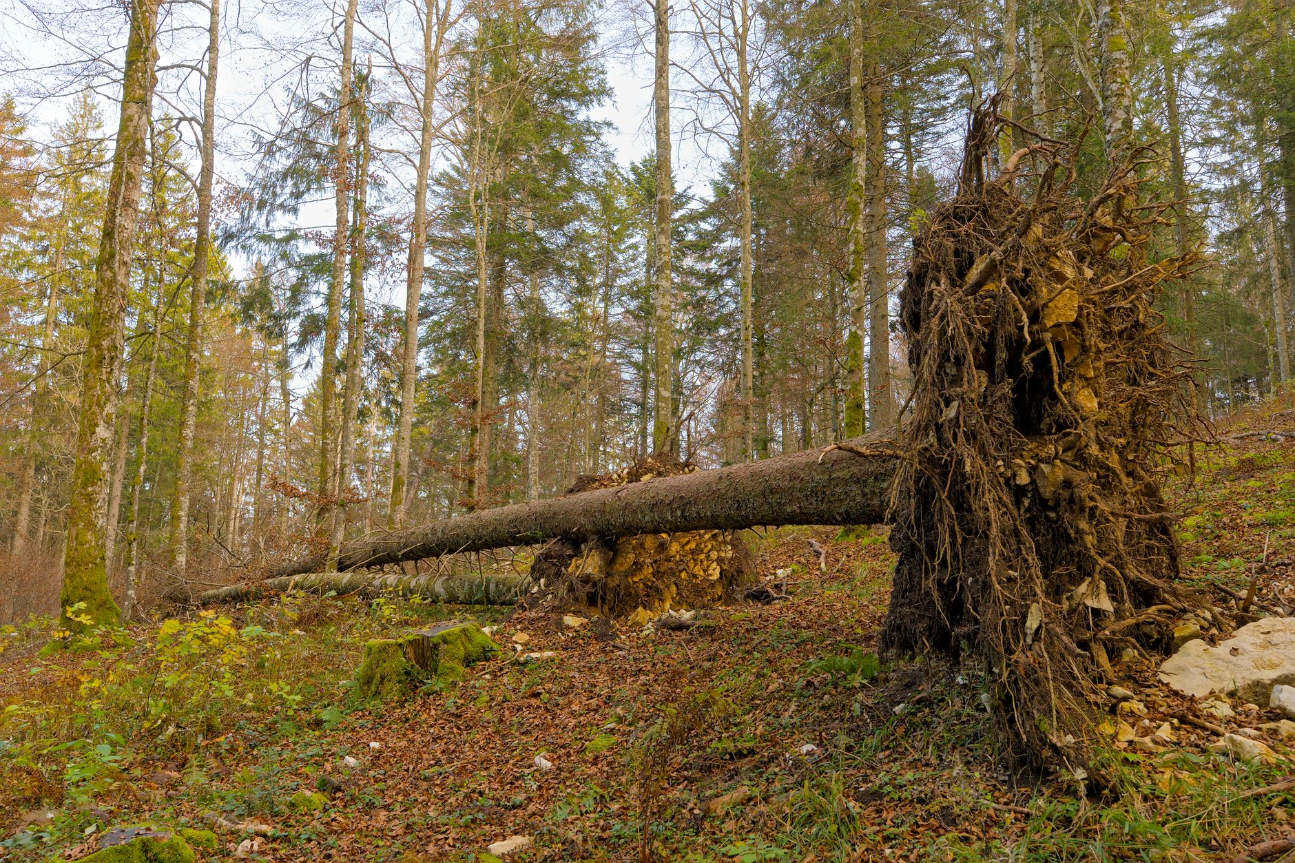 Enlèvement arbre urgence à Perpignan